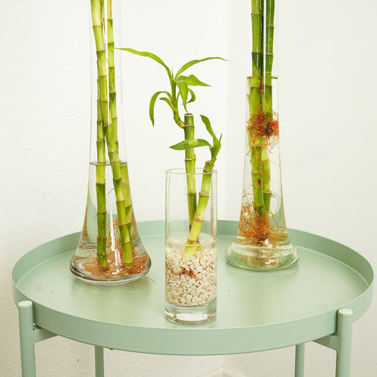 Lucky Bamboo | Vase | Potted Houseplants