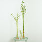 Lucky Bamboo | Vase