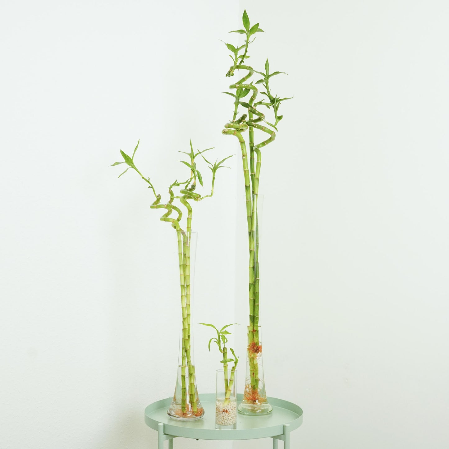 Lucky Bamboo | Vase