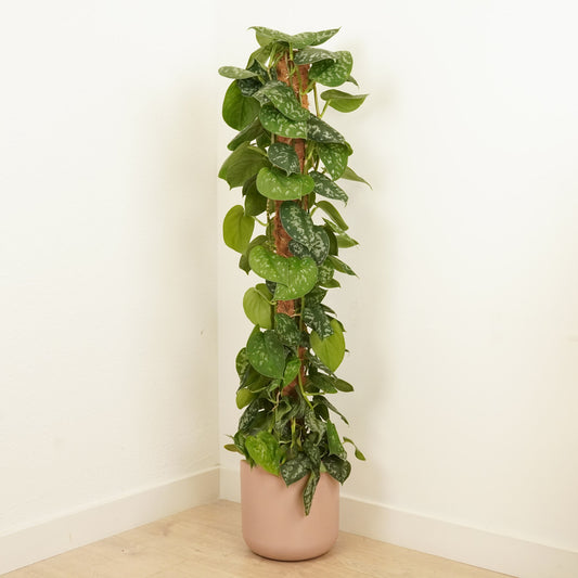 Satin Silver Pothos | Trebie | Christmas