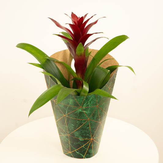 Guzmania Switch | Gift | Pet Safe Plants