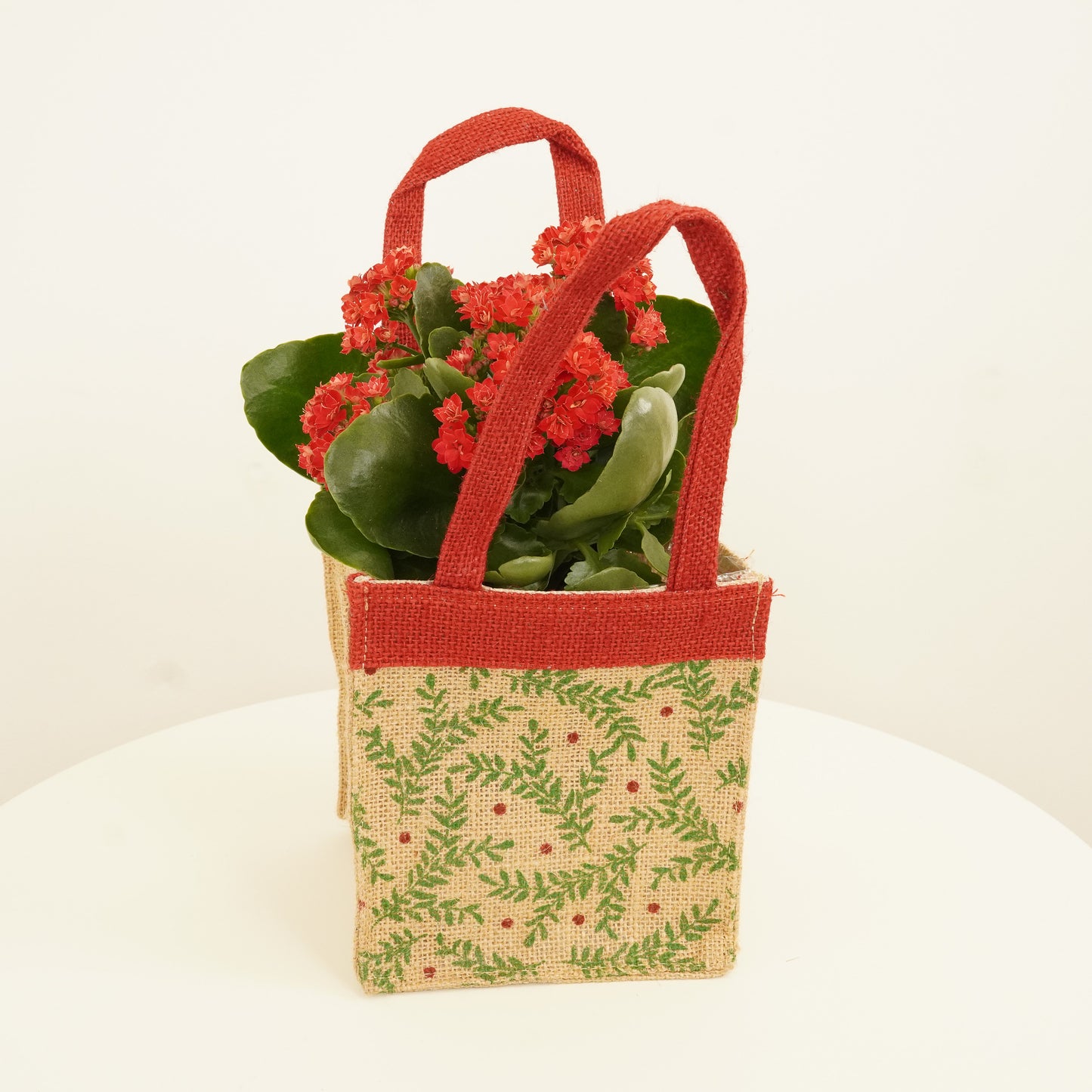 Red Kalanchoe | Gift