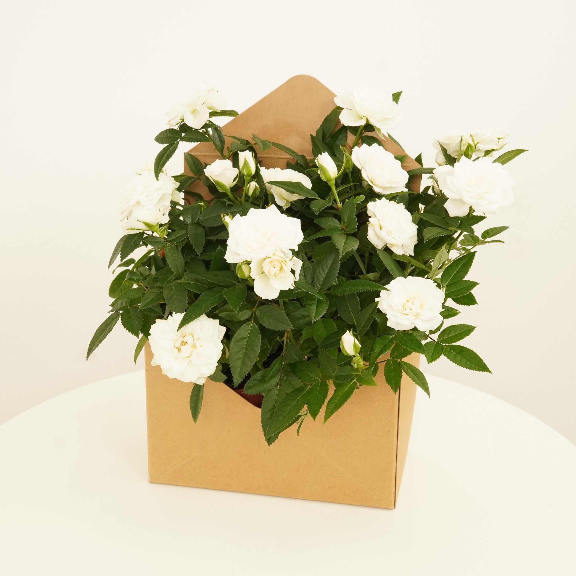 White Roses | Envelope Giftbox