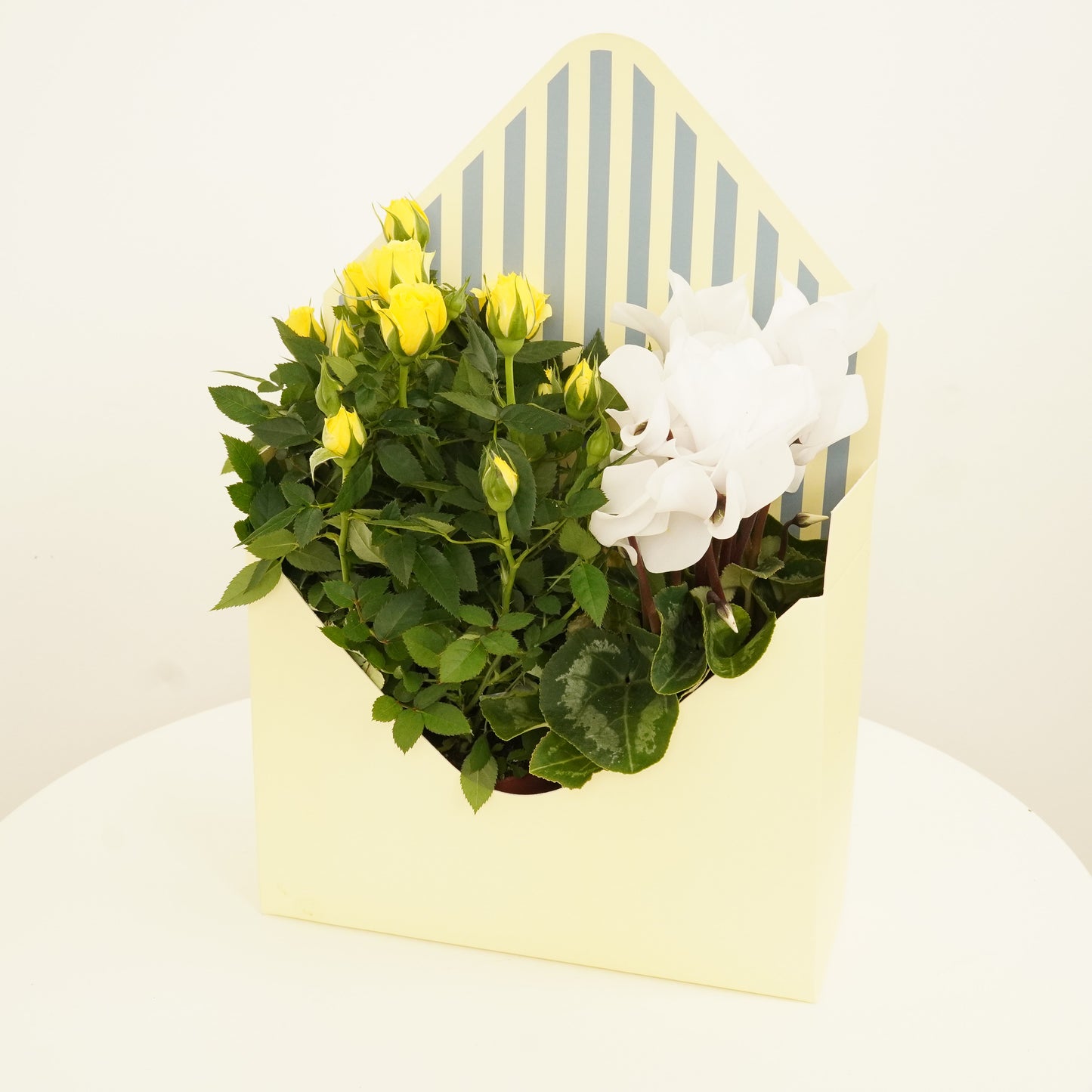 Flowering Rose & Cyclamen | Envelope Giftbox