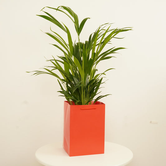 Areca Palm | Gift | Christmas