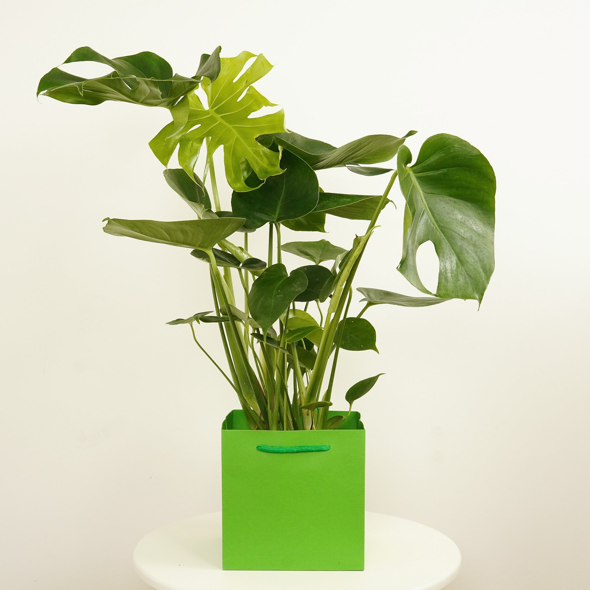 Swiss Cheese Plant | Gift