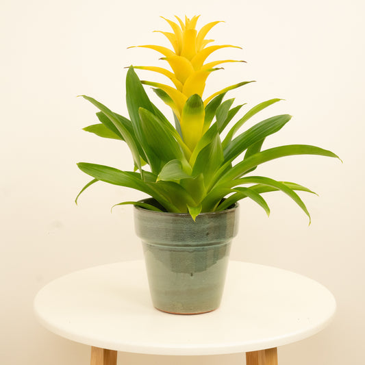 Guzmania Bromeliad | Diana | Christmas