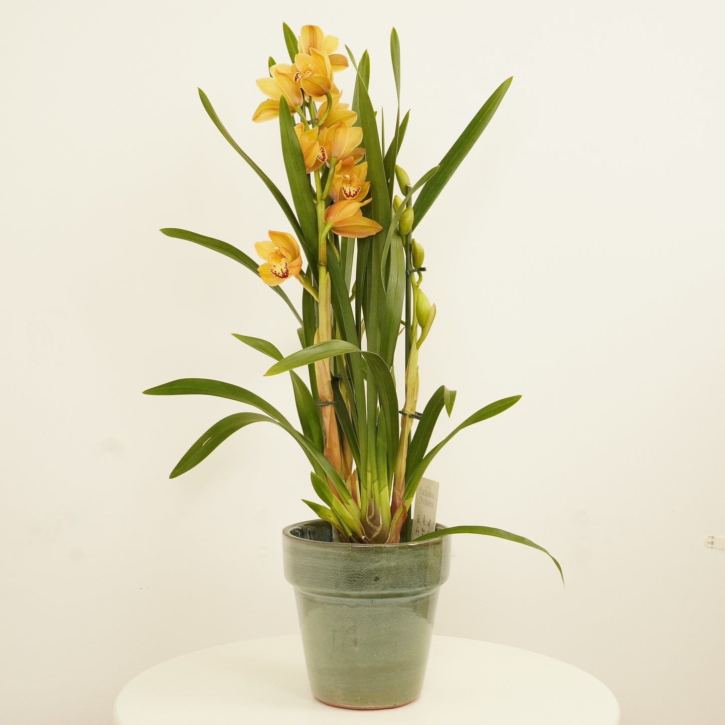 Cymbidium Orchid | Joelle