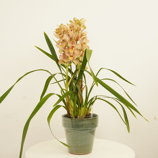 Cymbidium Orchid | Monique | Christmas