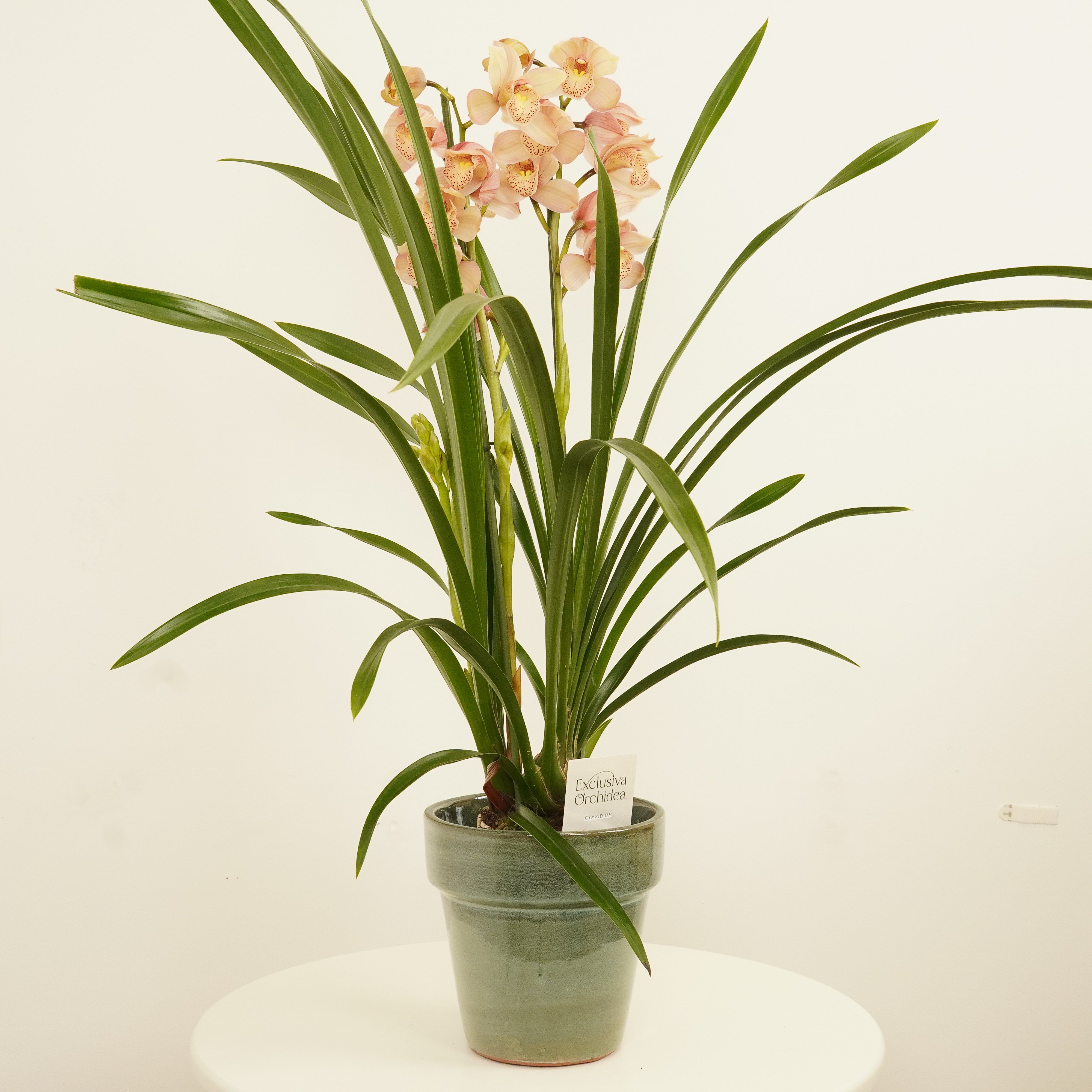 Tall outlet Chinese Cymbidium orchid pot