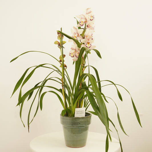 Cymbidium Orchid | Rachel | Christmas