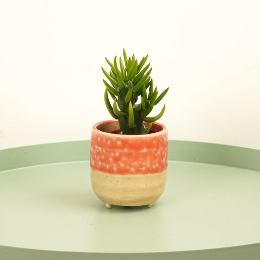 Eves Pin Cactus | Indoor Succulent Plants