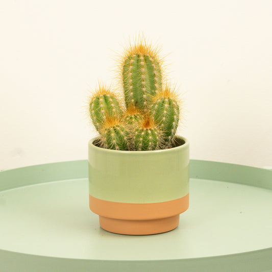 Column Cactus | Potted Houseplants