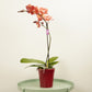 Phalaenopsis Orchid | Horizon