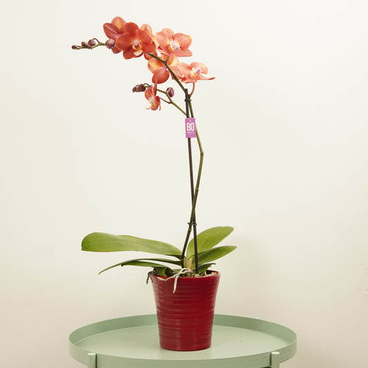 Phalaenopsis Orchid | Horizon | Pet Safe Plants