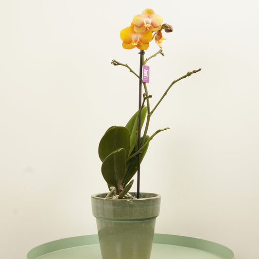 Phalaenopsis Orchid | Las Vegas | Pet Safe Plants