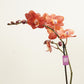 Phalaenopsis Orchid | Horizon