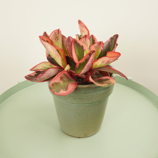 Peperomia | Jelli | Hard To Find | Indoor Succulent Plants