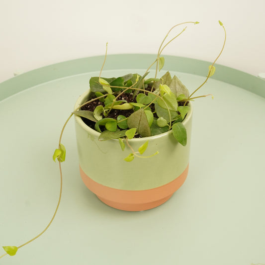 String Of Spades | Remy | Potted Houseplants