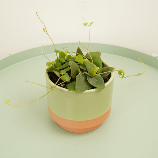 String Of Spades | Remy | Indoor Succulent Plants