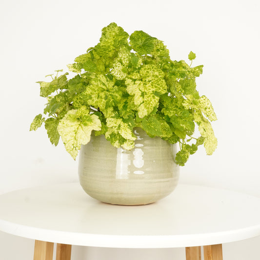 Piggyback Plant | Tolmiea | Last Chance!