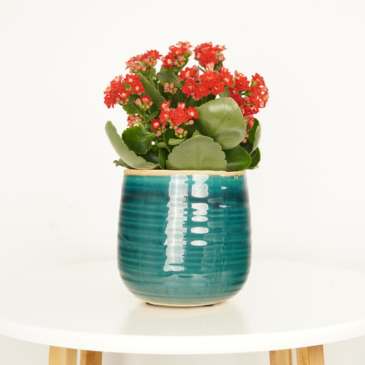 Flowering Red Kalanchoe | Indoor Succulent Plants