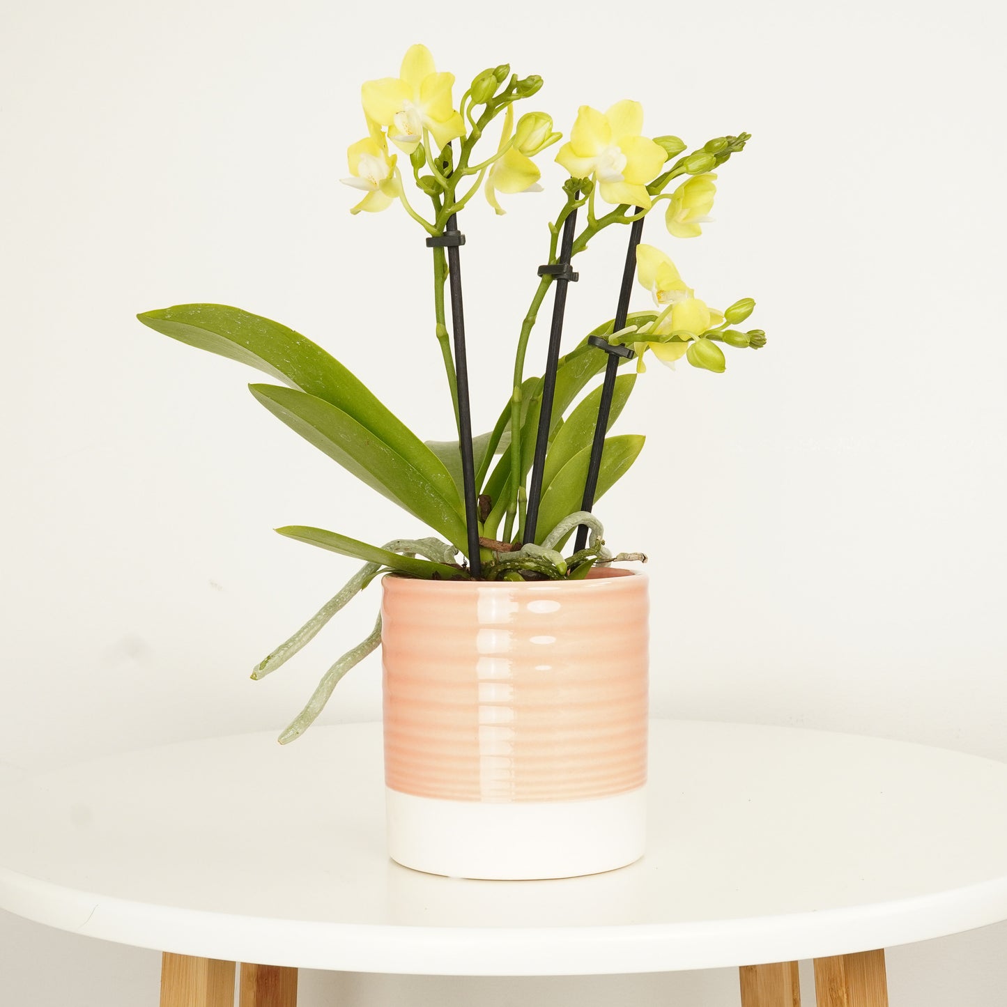 Phalaenopsis Orchid | Lemondrop