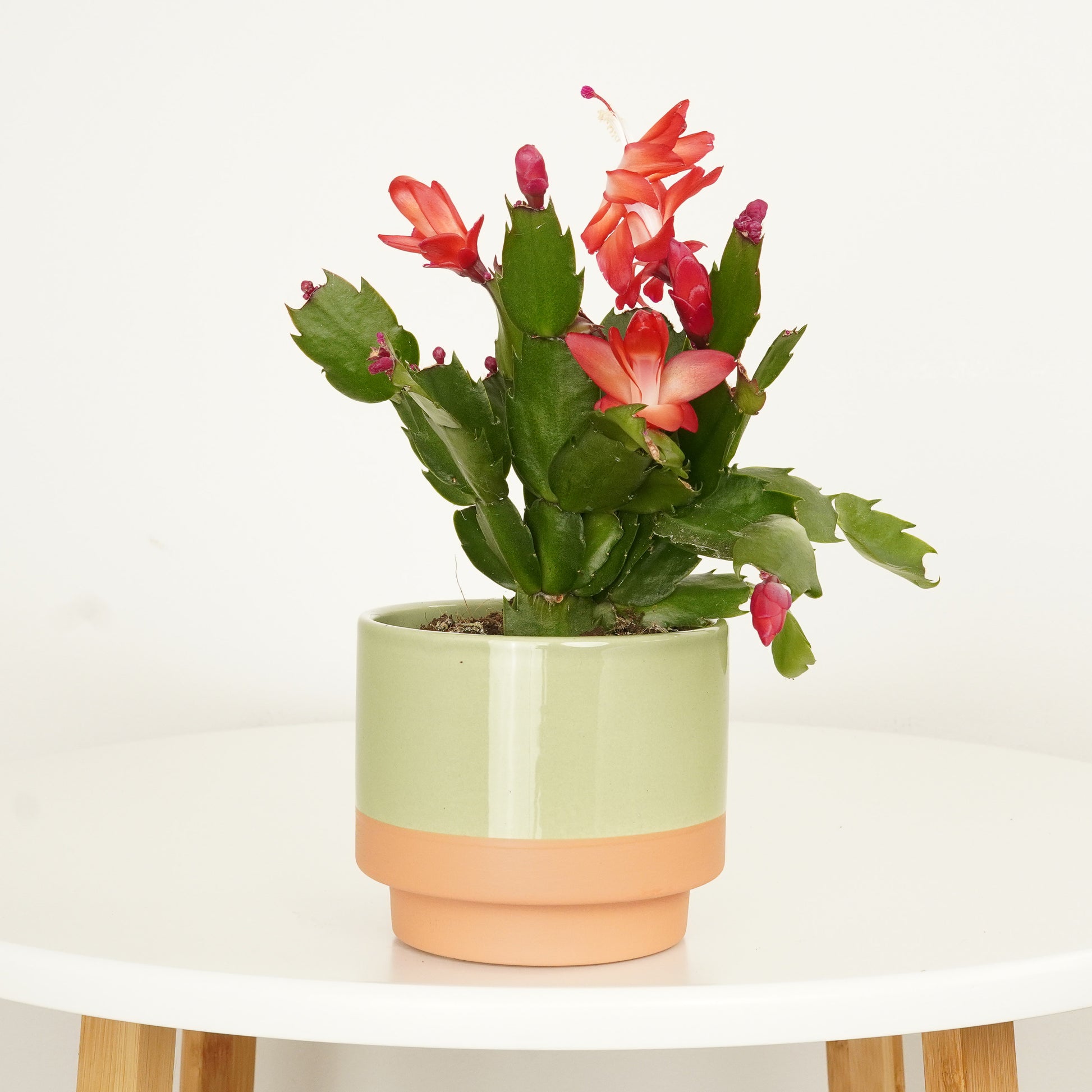 Flowering Cactus | Red