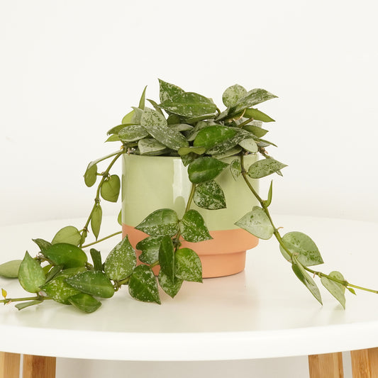 Wax Plant | Eskimo | Pet Safe Plants