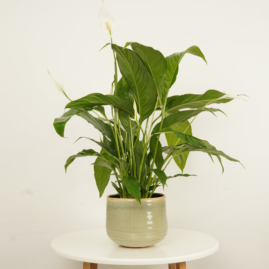 Peace Lily | Sweet Chico | Foliage Plants