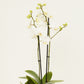 White Phalaenopsis Orchid | Salt