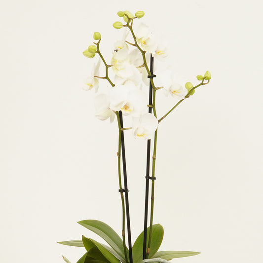 White Phalaenopsis Orchid | Salt | Potted Houseplants