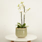 White Phalaenopsis Orchid | Salt