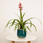 Bromeliad | Guzmania | Firework