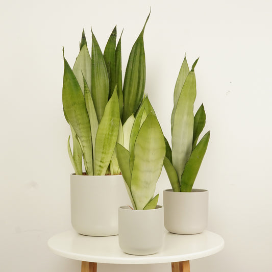 Snake Plant | Moonshine | Last Chance!