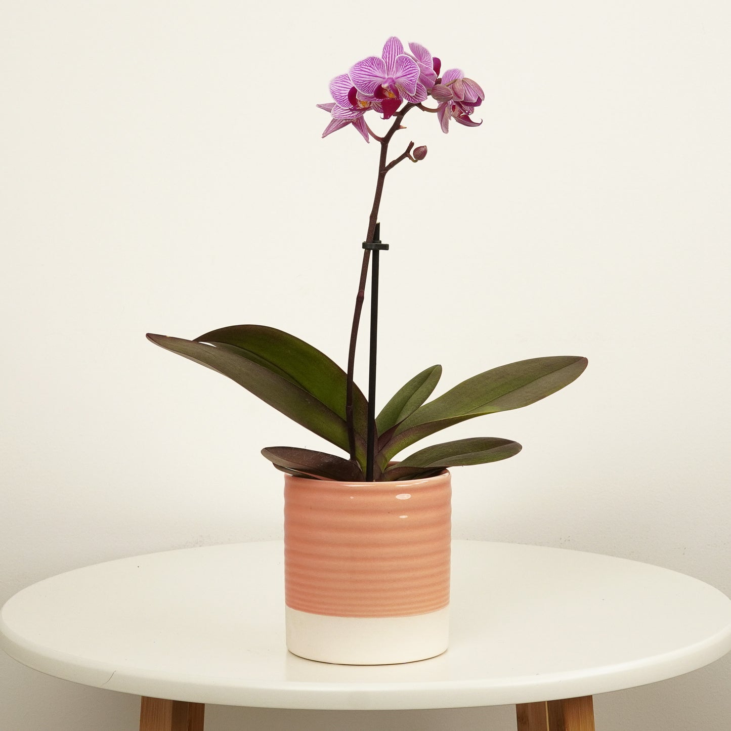 Phalaenopsis Orchid | Roze