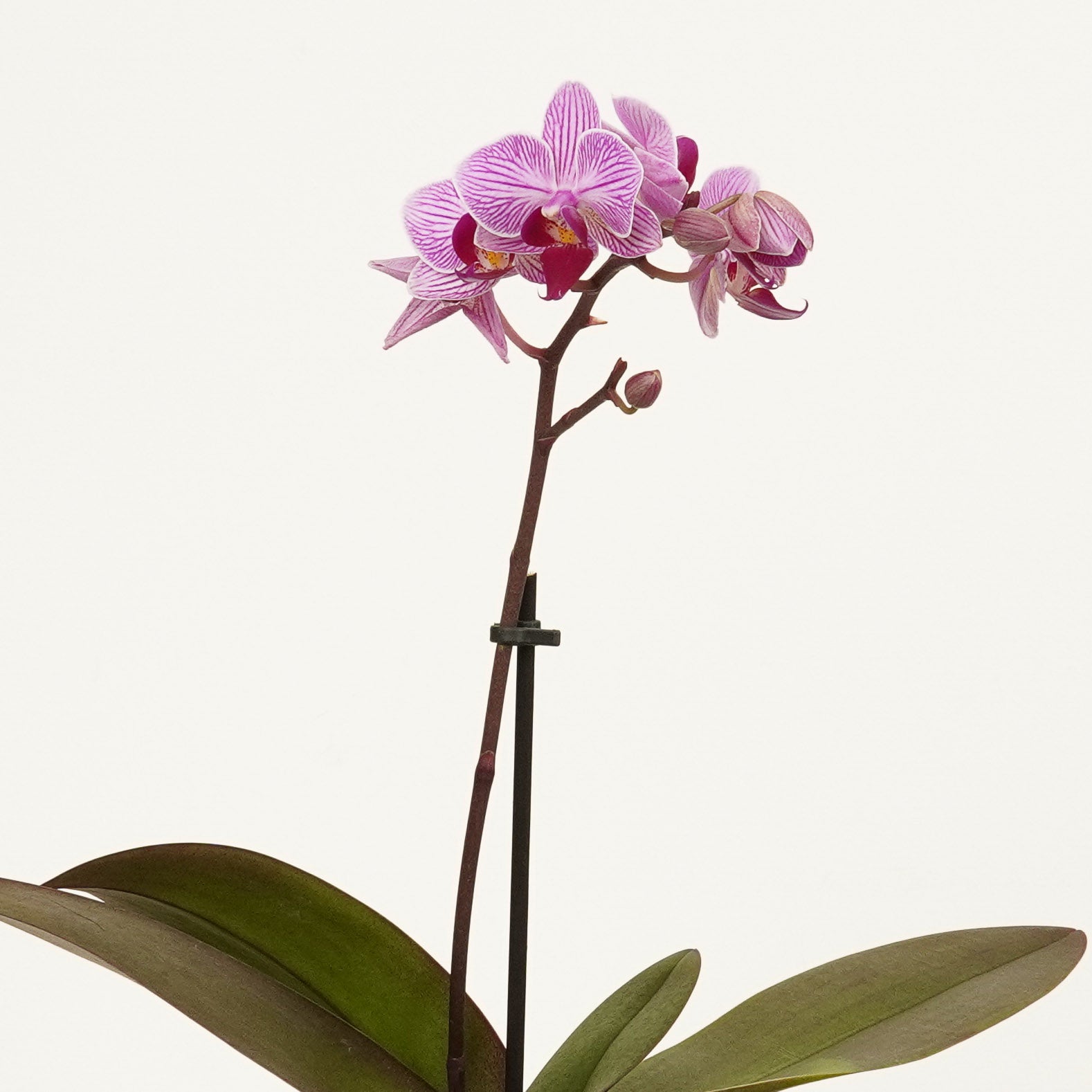 Phalaenopsis Orchid | Roze