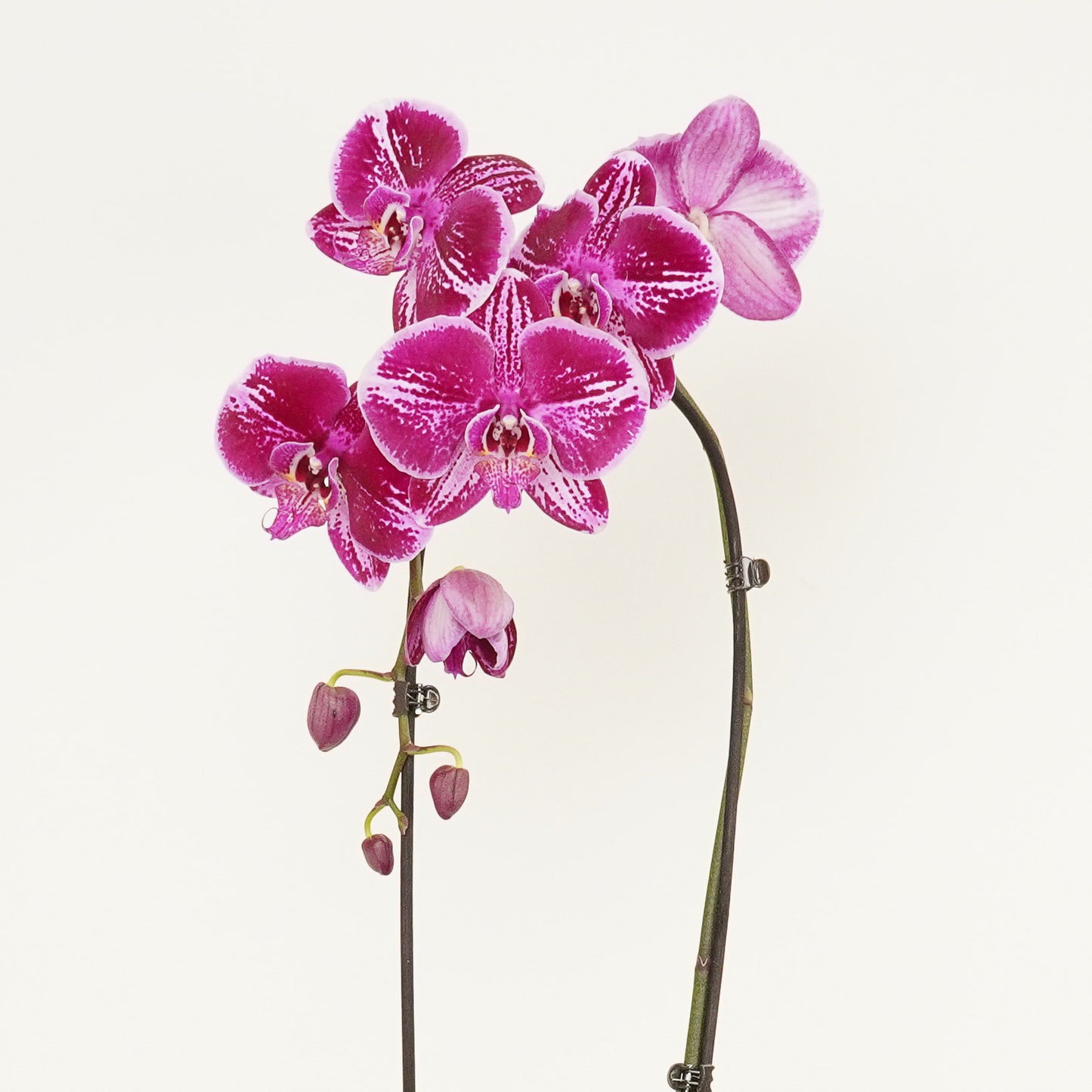 Phalaenopsis Orchid | Fortune Teller