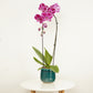 Phalaenopsis Orchid | Fortune Teller