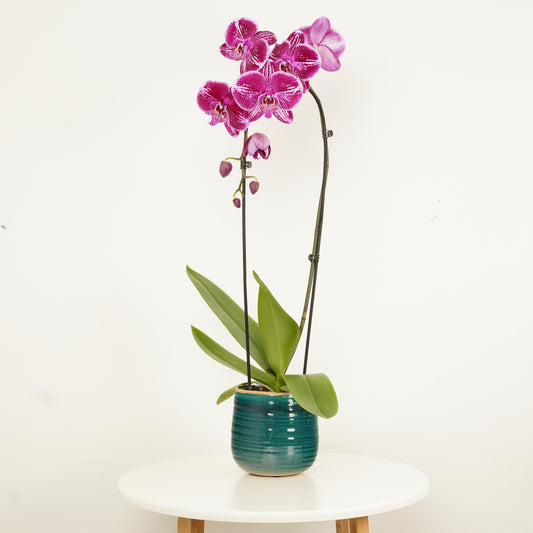 Phalaenopsis Orchid | Fortune Teller | Pet Safe Plants