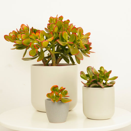 Money Plant | Sunset | Indoor Succulent Plants