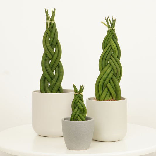 Snake Plant | Braided | Indoor Succulent Plants