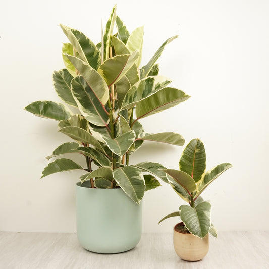 Rubber Tree | Tineke | Last Chance!