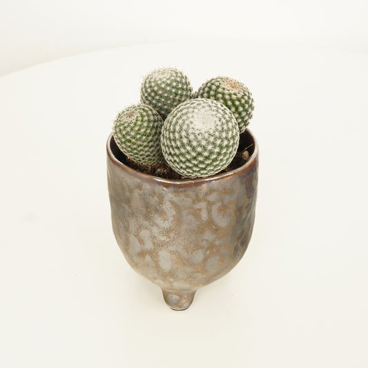 Owl Eye Cactus | Indoor Succulent Plants