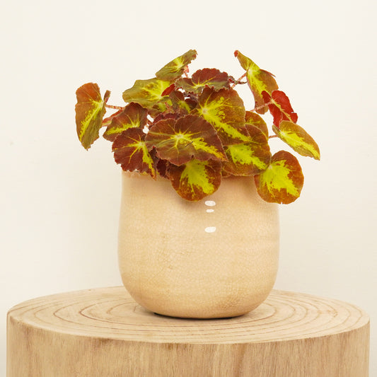 Begonia Rex | Autumn | Last Chance!