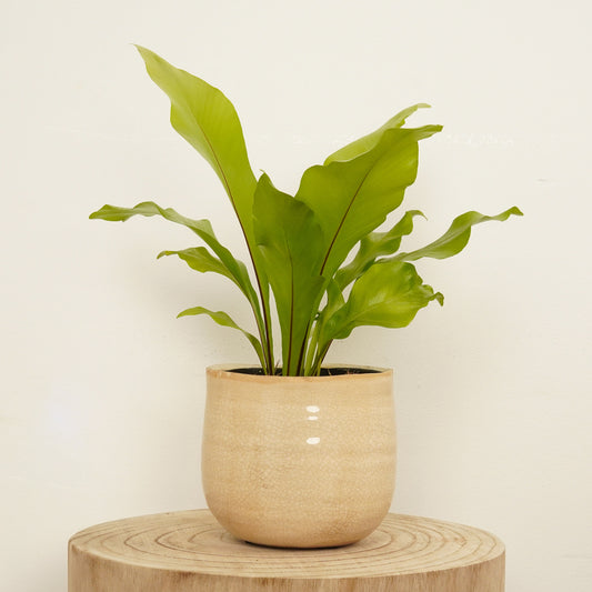 Birds Nest Fern | Pet Safe Plants