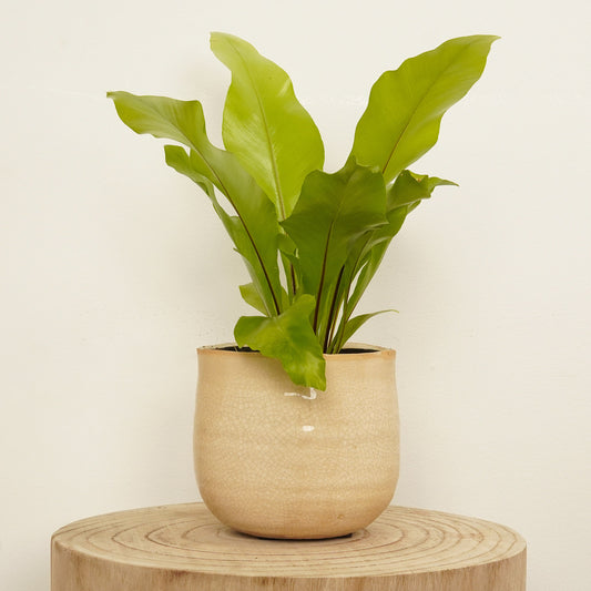 Birds Nest Fern | Potted Houseplants