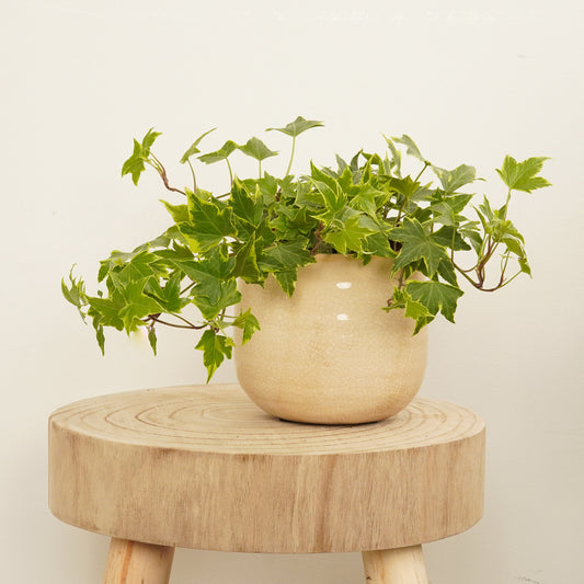 English Ivy | Yellow Ripple | Indoor Plants