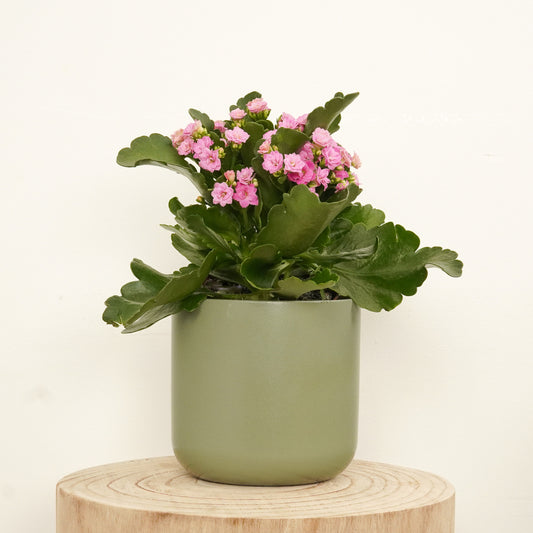 Pink Kalanchoe | Indoor Plants