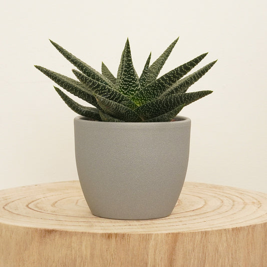 Gasterhaworthia | Royal Highness | Indoor Succulent Plants